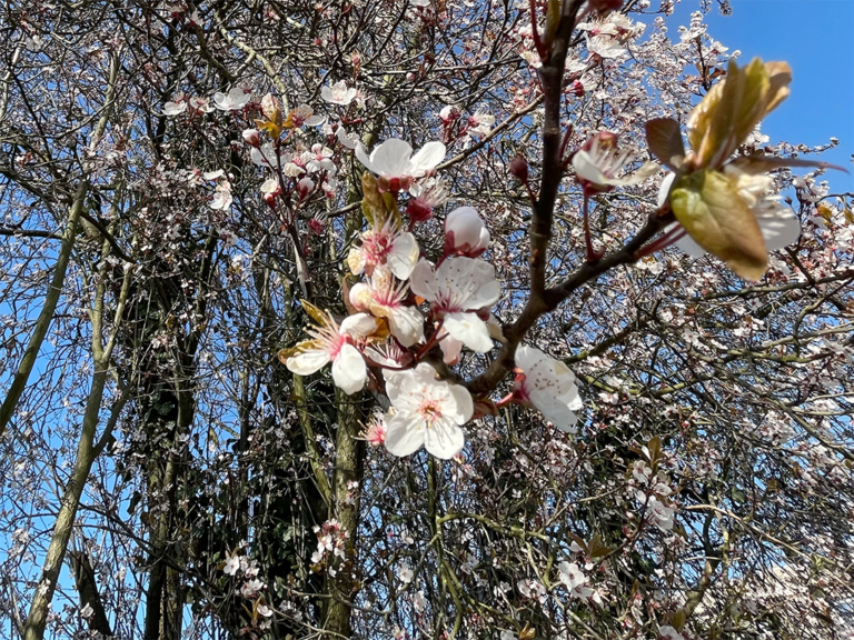 Spring is back
